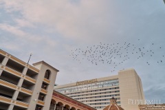 Peppermill-Poker-Palooza-_-Alicia-Skillman_DSC09248