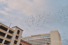 Peppermill-Poker-Palooza-_-Alicia-Skillman_DSC09249